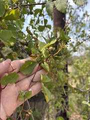 Cissus trifoliata, photograph (c) Sam Kieschnick, some rights reserved (CC BY)
