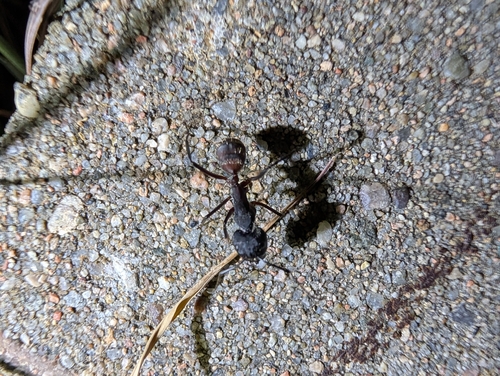 Blood-spotted Sugar Ant