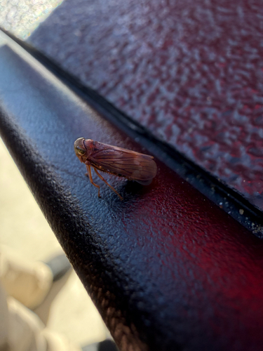 Coppery Leafhopper