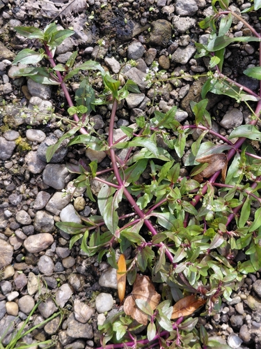 chain speedwell