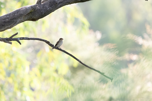 Spotted Flycatcher