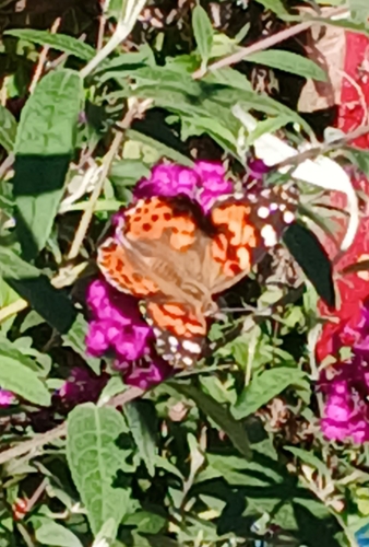 Painted Lady
