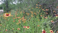 Gaillardia mexicana