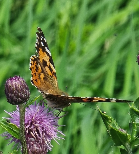 Painted Lady