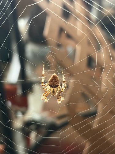 Cat-faced Orbweaver