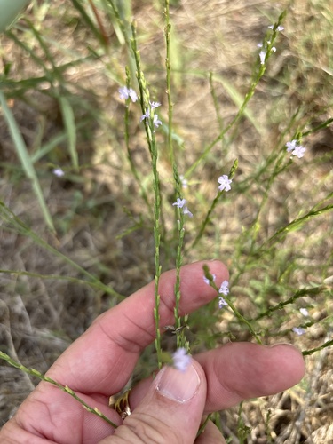 Verbena halei