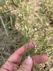 Verbena halei