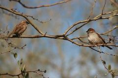 Passer domesticus