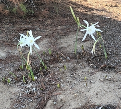 Pancratium maritimum