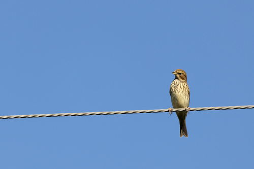 Corn Bunting