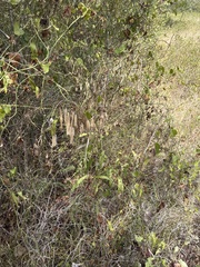 Chasmanthium latifolium, photograph (c) Sam Kieschnick, some rights reserved (CC BY)