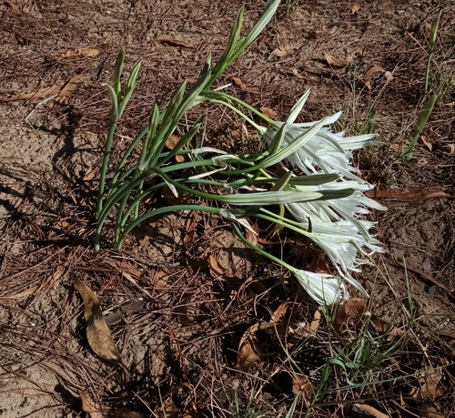 Pancratium maritimum, photograph 1