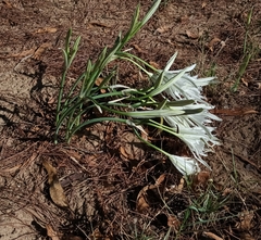 Pancratium maritimum, photograph author not stated, no rights reserved