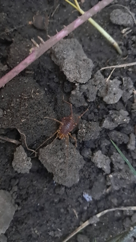 Pachyloides thorellii