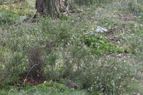 common heather