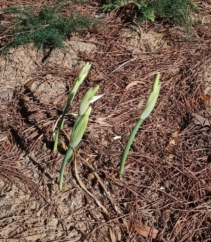 Pancratium maritimum, photograph 2