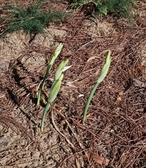 Pancratium maritimum, photograph author not stated, no rights reserved