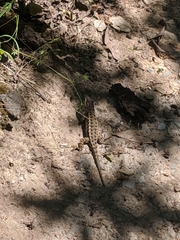 Sceloporus occidentalis