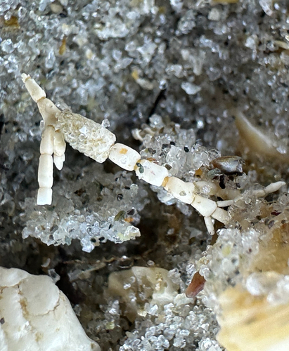 Common Coralline