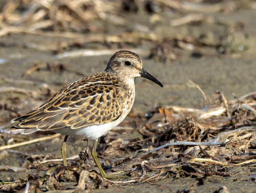 Least Sandpiper