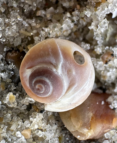 Northern Moonsnail