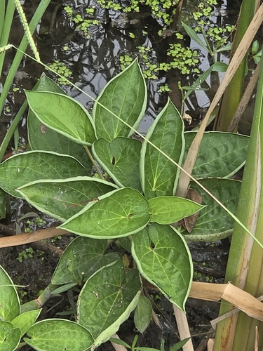 lizard's tail