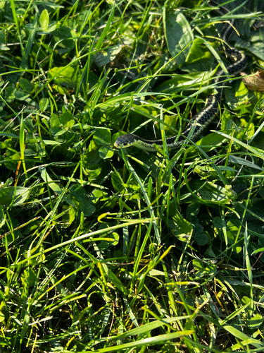 Common Garter Snake