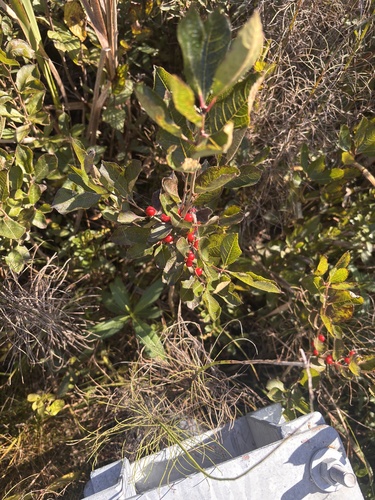 winterberry holly