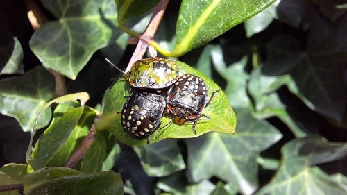 Southern Green Stink Bug