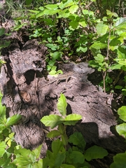 Sceloporus occidentalis