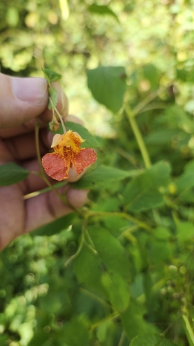 common jewelweed