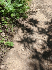 Sceloporus occidentalis