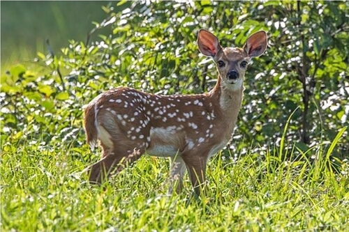 White-tailed Deer