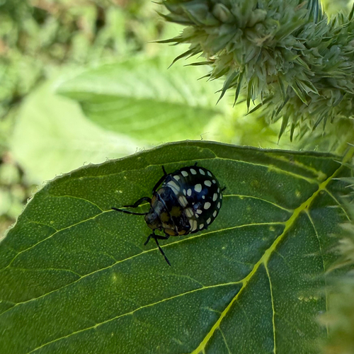 Southern Green Stink Bug