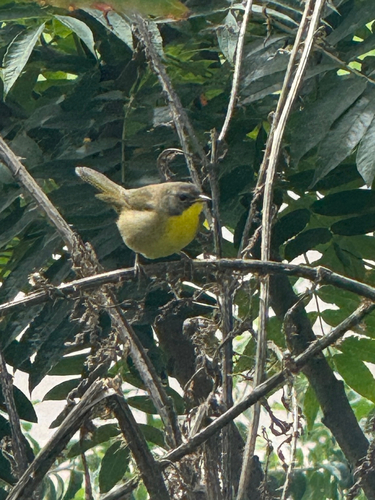 Common Yellowthroat