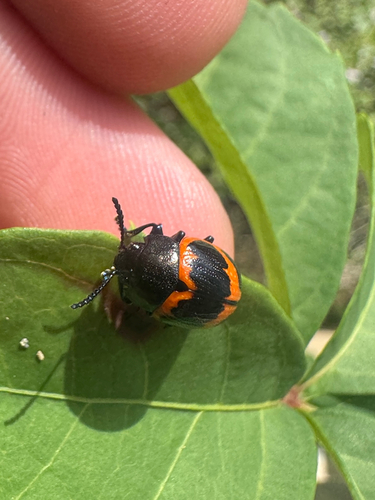 Swamp Milkweed Leaf Beetle