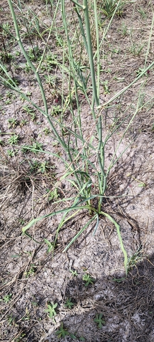 Eryngium ebracteatum, photograph 2