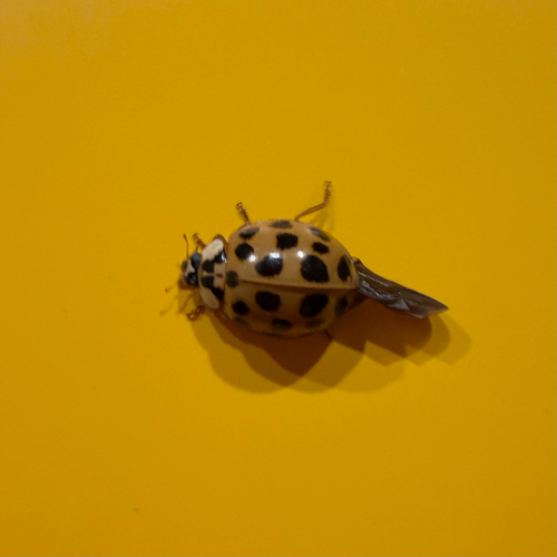 Asian Lady Beetle