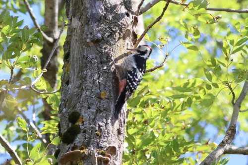 White-backed Woodpecker