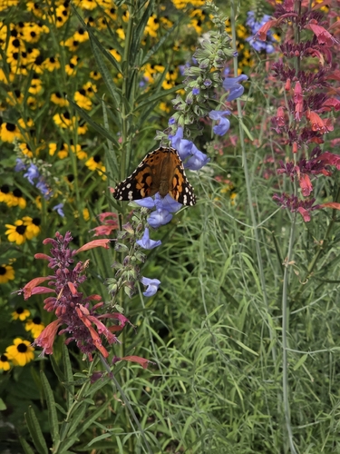 Painted Lady