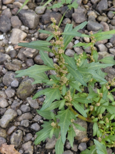 red pigweed