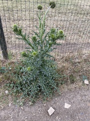 Carduus nutans