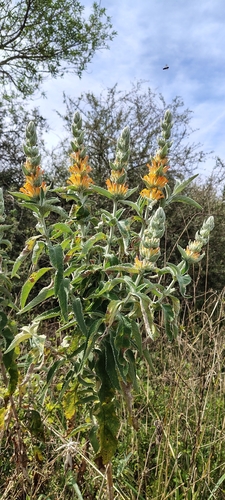 Buddleja tubiflora, photograph 1