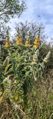Buddleja tubiflora