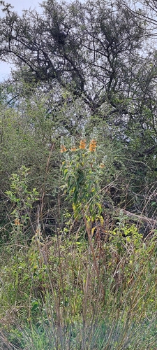 Buddleja tubiflora, photograph 2