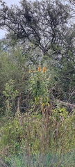 Buddleja tubiflora, photograph (c) Pablo H Capovilla, some rights reserved (CC BY)
