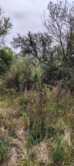 Buddleja tubiflora, photograph (c) Pablo H Capovilla, some rights reserved (CC BY)