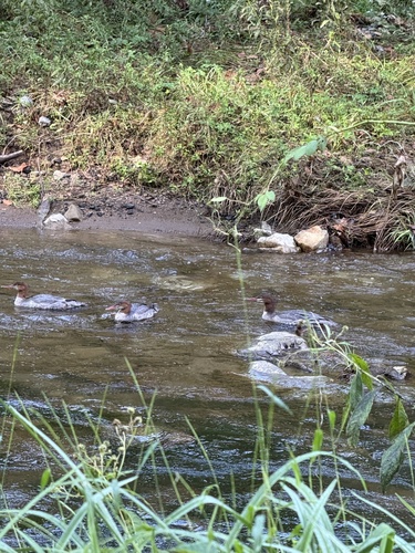 Common Merganser