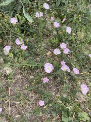 Convolvulus arvensis