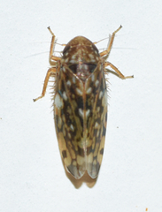 Xestocephalus similis
